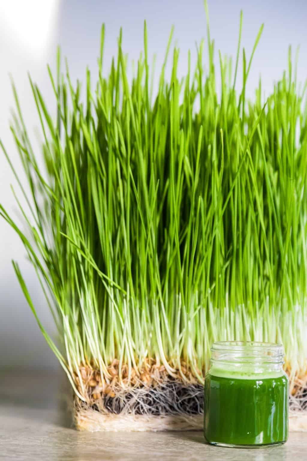 Wheatgrass